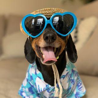 Instagram Profile brunotheminidachshund