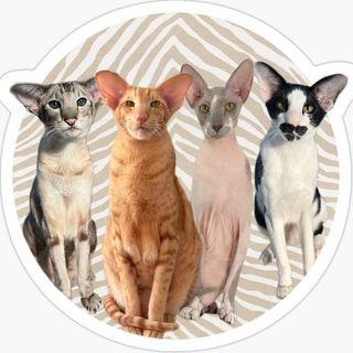 oriental_shorthair_squad avatar