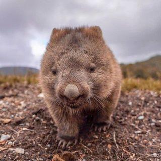 Instagram Profile wombat